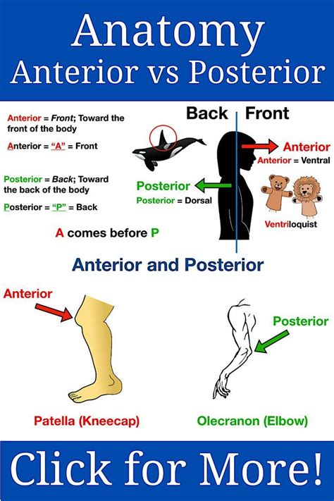 Anatomy Directional Terms: Anterior vs Posterior Study Notes, Examples ...