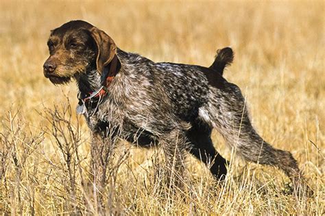 Breed Profile: German Wirehaired Pointer - Gun Dog Magazine