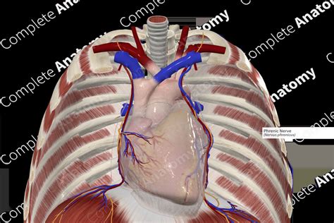 Phrenic Nerve | Complete Anatomy