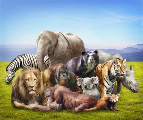 Group of animals stock image. Image of mammals, panda - 25269053