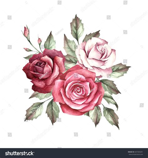 Image Rosehand Draw Watercolor Illustration Stock Illustration ...