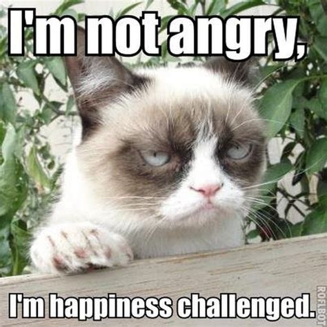 21 Grumpy Cat memes to instantly make you grumpy however happy you are ...