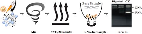 One-Step RNA Removal Kit: Fast and Efficient RNA Depletion for Your ...