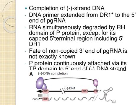 PPT - HBV Replication PowerPoint Presentation, free download - ID:1439978