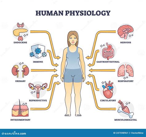 Human Physiology Sequence Of The Deglutition Of The Bolus Cartoon ...