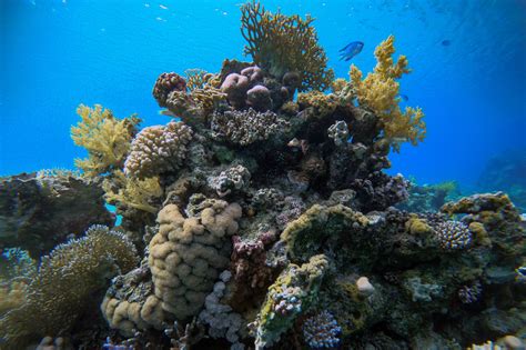 Red Sea Coral Reefs Keep Thriving Despite Global Warming - The New York ...