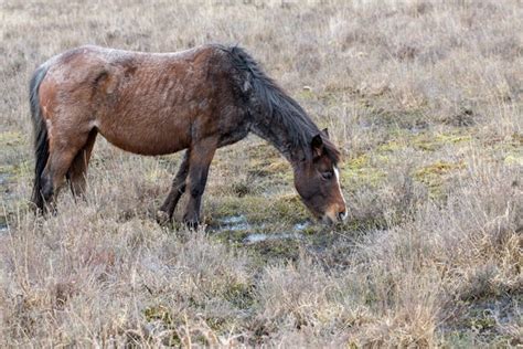 Mud Fever in Horses - Symptoms, Causes, Diagnosis, Treatment, Recovery ...