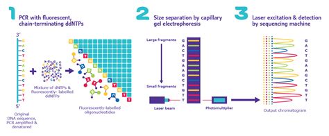 Sanger Sequencing Steps & Method