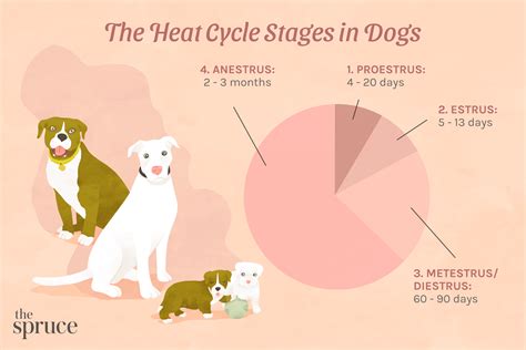 heat cycle in dogs – KeepingDog