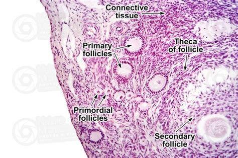 Female Reproductive System Histology Flashcards | Quizlet