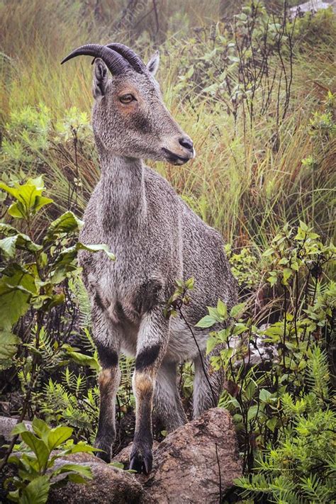 Nilgiri tahr - Stock Image - C029/3769 - Science Photo Library