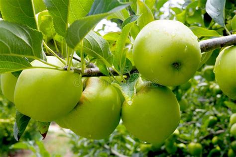 Bright Green Apples on a Tree in an Orchard Stock Image - Image of ...