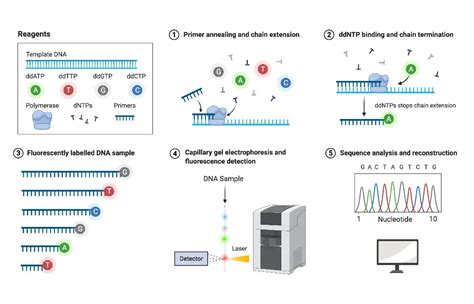 Sanger Sequencing Method: Principle and Steps • Microbe Online