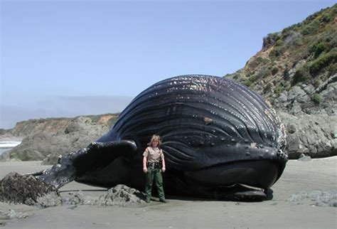 Barfield blog: baleen whale