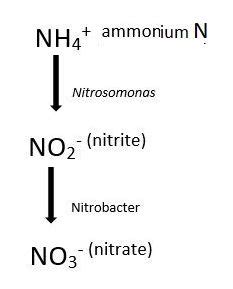 Nitrate Vs Nitrite