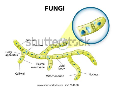 Typical Fungi Cell Fungal Hyphae Structure Stock Vector (Royalty Free ...