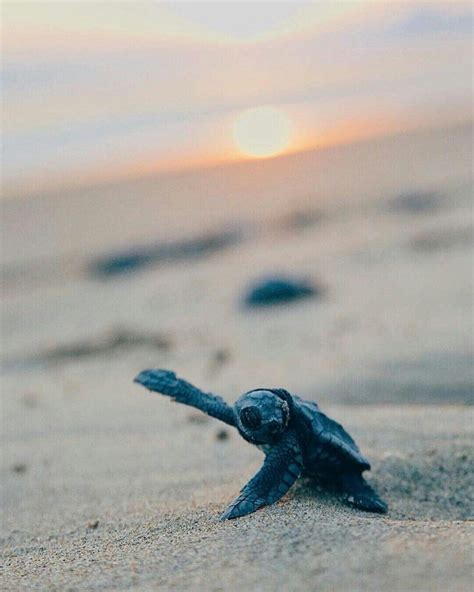 Baby Sea Turtle Wallpapers - Top Free Baby Sea Turtle Backgrounds ...