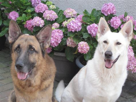 American White Shepherd | GreatDogSite