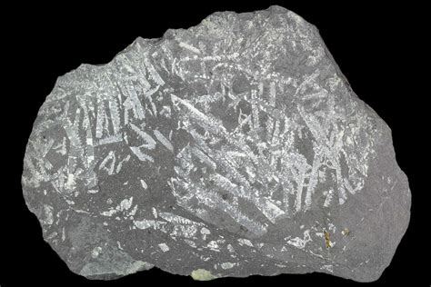 4.3" Fossil Graptolite Cluster (Didymograptus) - Great Britain For Sale ...