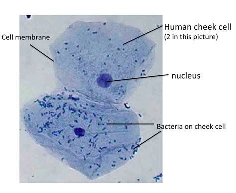 Schematic Image Of A Cheek Cell Solved Using This Table From