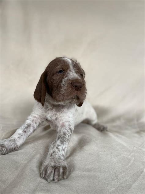 Beautiful Italian Spinone Puppies | in Heathfield, East Sussex | Gumtree