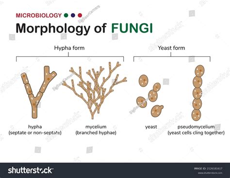 2,446 Mycelium Hyphae Images, Stock Photos, and Vectors | Shutterstock