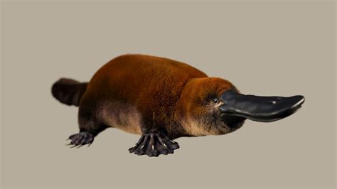 Ancient platypus-like fossil could rewrite the history of egg-laying ...