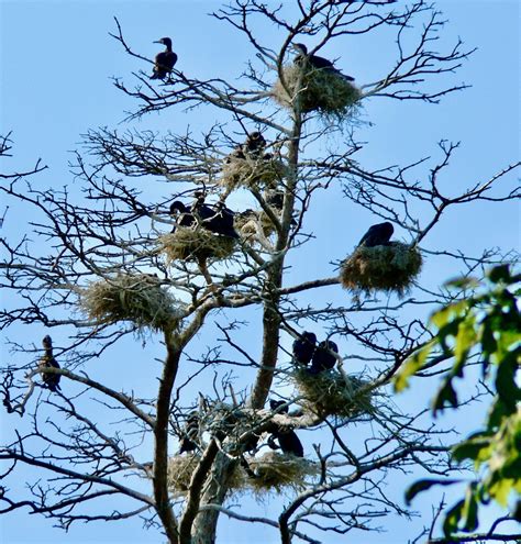 Great Cormorant