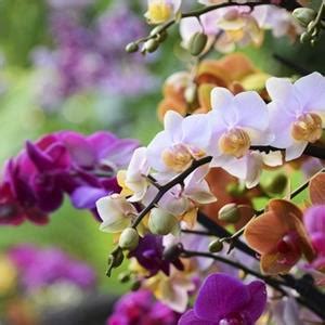 Kew Gardens - Orchids Tickets and Dates 2023