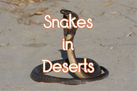 25 Common Snakes in the Desert (with Pictures)