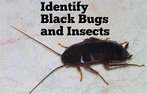 Black Bug and Insect Identification (With Photos) - Owlcation