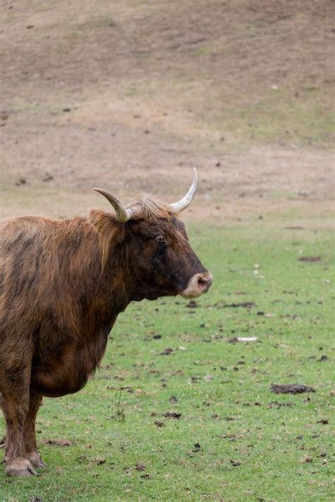 Wild brown colored ox with beautiful horns. · Free Stock Photo