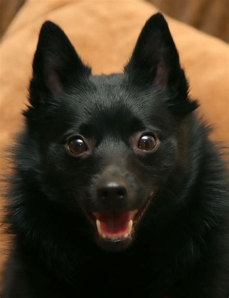 schipperke dog photo | Photography / Animals, Plants & Nature ...