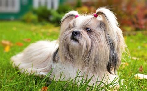 All About Shih Tzu Dog Breed – Origin, Behavior, Trainability, Facts ...