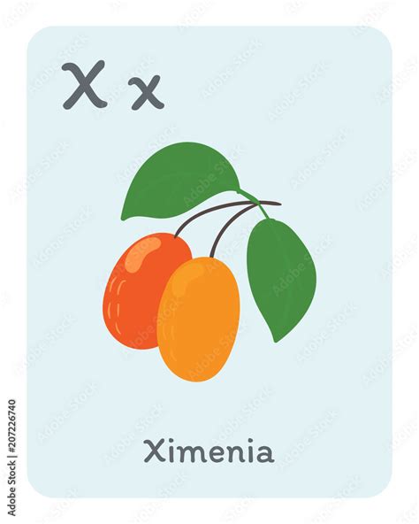 Vegetable and fruit english alphabet. X letter. Ximenia vector ...