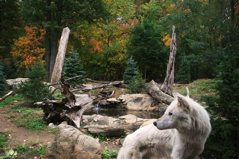 "wolf Habitat @ Turtle Back Zoo"... wallpaper | animals | Wallpaper Better