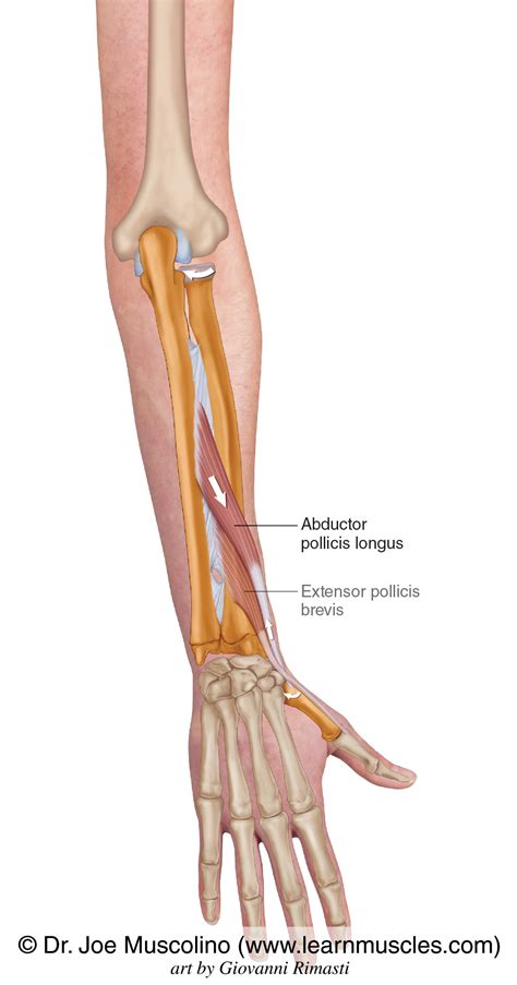 Abductor Pollicis Longus - Learn Muscles