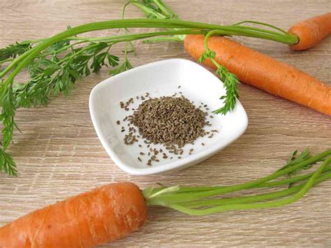 How To Harvest Carrot Seeds To Grow Next Season - Minneopa Orchards