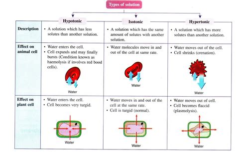 CIKGU ZAZA CORNER: Effect of hypotonic, isotonic & hypertonic on animal ...