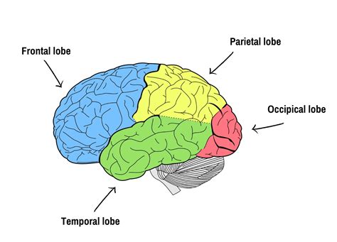 The lobes of your brain - epilepsy - neurology - Epilepsy Sparks ...