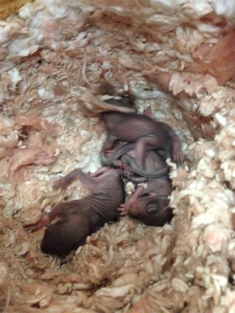 Newborn Baby Squirrels