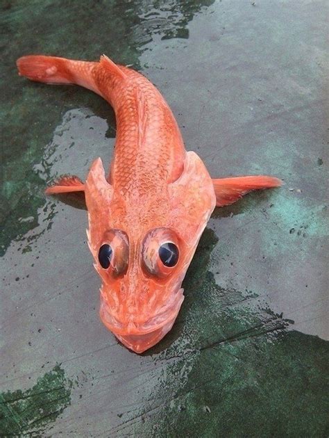 Amazing Fish! | Animals, Dinosaur stuffed animal, Fish