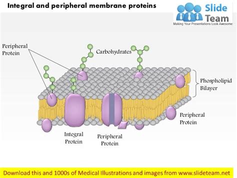 Integral and peripheral membrane proteins medical images for power po…