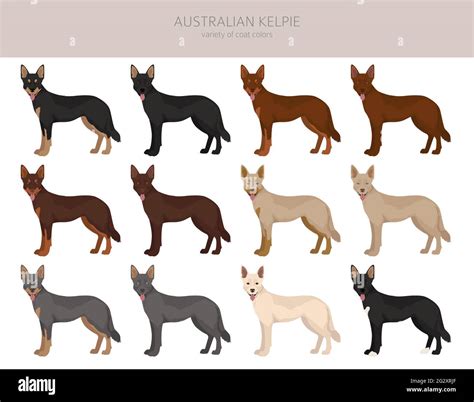 Red kelpie dog Stock Vector Images - Alamy