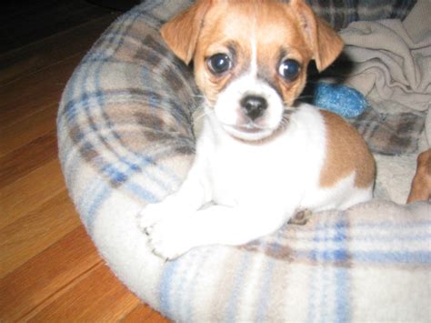 Jack Chi (Jack Russell Terrier x Chihuahua Mix) Info, Temperament, Pictures