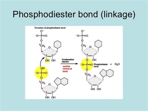 DNA structure