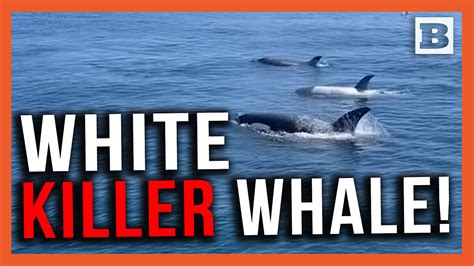 The Great White (Killer) Whale! "Frosty" the Rare White Orca Spotted ...