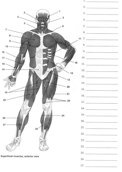 Blank Muscle Anatomy Worksheets