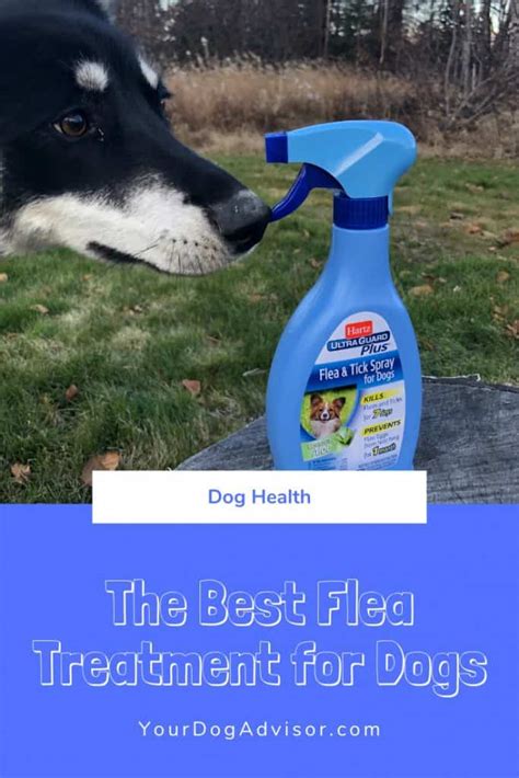 The Best Flea Treatment for Dogs | Your Dog Advisor