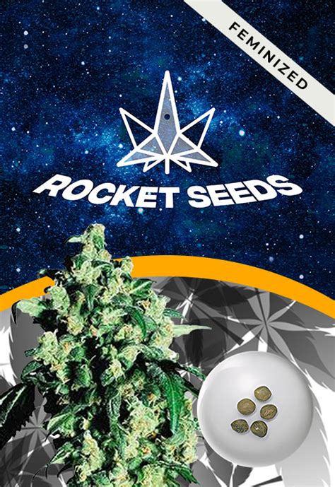 Berry White Strain Feminized Marijuana Seeds | Rocket Seeds